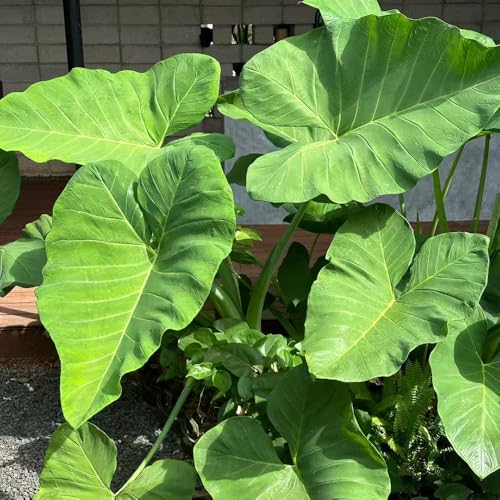 Semillas de alocasia - resistentes en macetas al aire libre invernaderos de balcón decorativas decoración sala estar interior exótico, resistente al invierno 400pcs