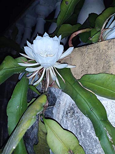 Healthy Brahma Kamal Night Blooming Cereus Queen Of The Night Lady Of healthy-brahma-kamal-night-blooming-cereus-queen-of-the-night-lady-of