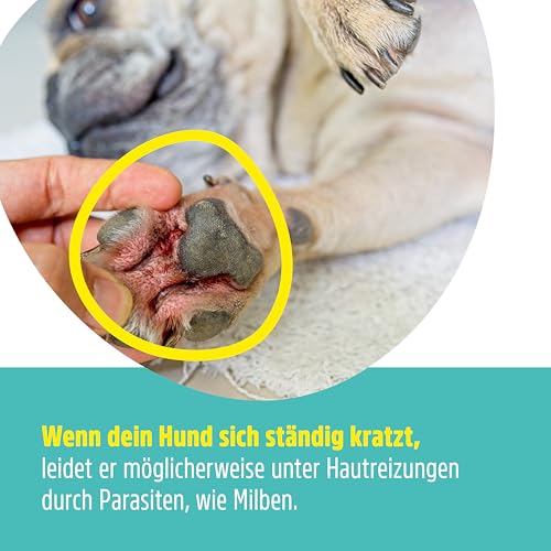 Green Hero Mittel gegen Juckreiz bei Milben 500 ml für Hunde & Katzen | Haustierpflege Spray unterstützt den Regenerationsprozess bei Grasmilben Milben Räude Reizungen Läusen Anti Juckreiz