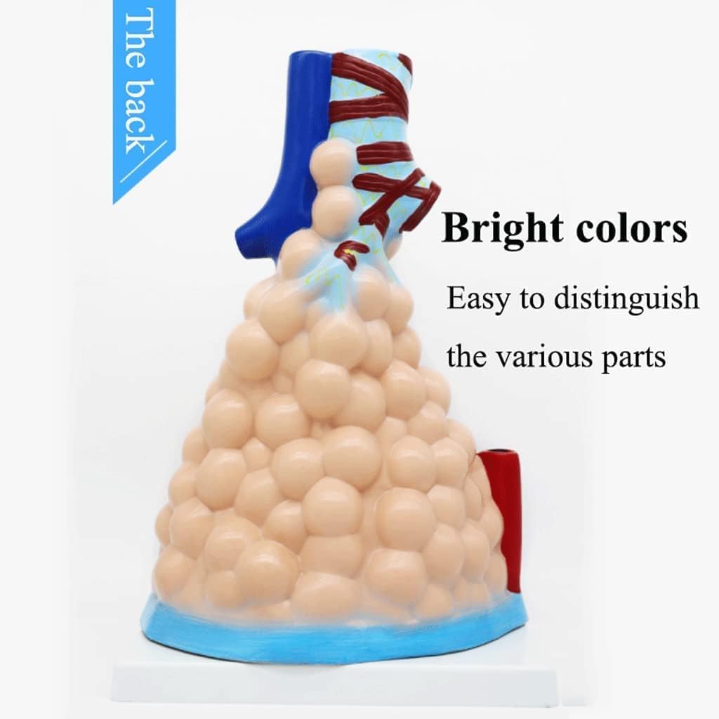 Materiał PVC Model ciała człowieka Powiększony model anatomiczny pęcherzykowy Model narządów ludzkich Model medyczny do nauki w klasie