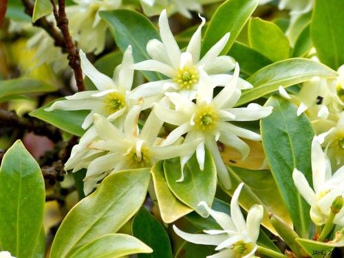 2 Packages of Chinese Star Anise Illicium verum Seeds - 30 Seeds Per Package - Image 2