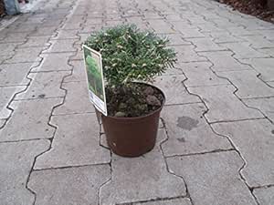 Zwerg Koreatanne Abies koreana Kristallkugel wertvolle Rarität