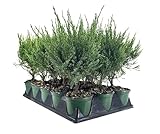 Sea Green Juniper - 5 Live 4 Inch Pots - Juniperus Chinensis - Drought Tolerant Cold Hardy Evergreen Border Screening Plant