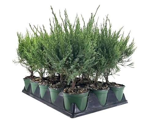 Sea Green Juniper - 5 Live 4 Inch Pots -