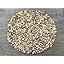 White Bamboo Coral