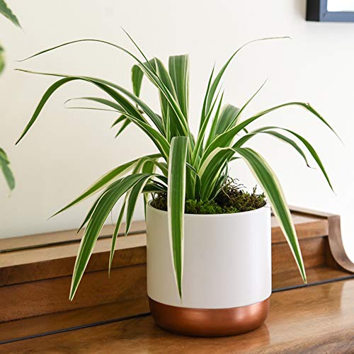 Air Purifying Plant Collection 3 Indoor House Plants Snake Plant, Peace Lily, Spider Plant, Perfect for Cleaning Air at Home in Office, 3X 12cm Pots One of Each by Thompson and Morgan (3)