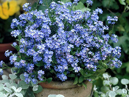 Myosotis sylvatica ' Forget me not' Plant
