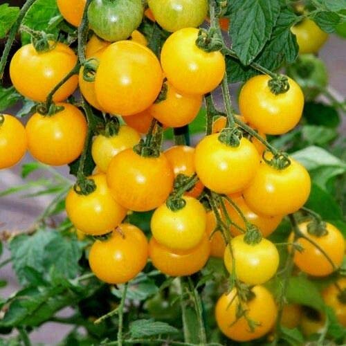 Tomato Ola Polka - 100 Seeds