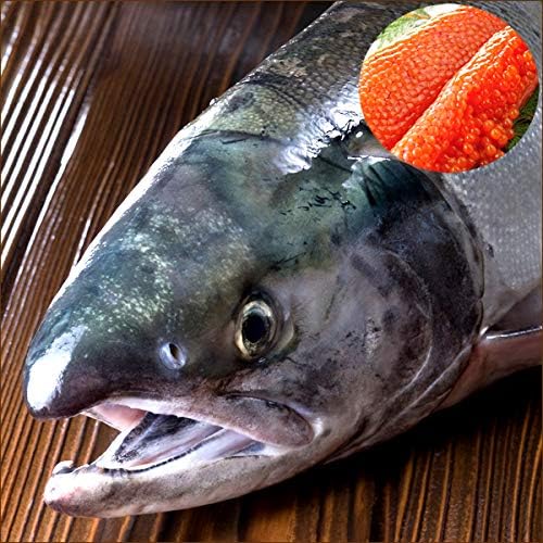 Amazon 北海道産 生秋鮭 3 5kg メス 筋子付き 生 サケ シャケ 鮭 秋鮭 北海道 秋の味覚 グルメ お取り寄せ 北のデリシャス 鮮魚 通販
