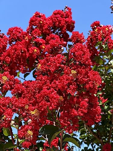 4 Pack - Red Flowering Crape Myrtle Trees - Grown in Quart Containers - 6-12 Inches Tall