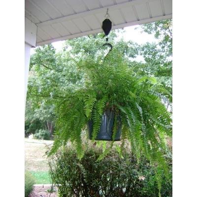 Plant Caddie Pulley For Hanging Plants - Extends For Easy Watering - Pack of 3 - Thumbnail 2
