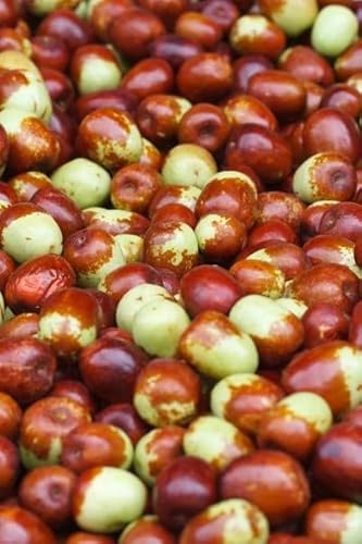 Jujube Tree Seeds, 10 Seeds Asian Date (Ziziphus Jujuba), Fast-Growing Superfruit Tree, Cold Hardy to Zone 6, Non-GMO Heirloom Seeds for Home Garden & Patio