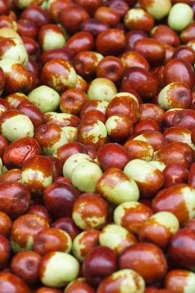 Jujube Tree Seeds 10 Seeds Asian Date (Ziziphus Jujuba) Fast-Growing Superfruit Tree Cold Hardy to Zone 6 Non-GMO Heirloom Seeds for Home Garden & Patio