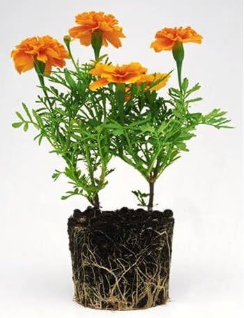 Miniatura 7 de Posatium Poliacrilato Suelo Enmienda Suelo Humedad Polímeros 1 Libra Bolsa