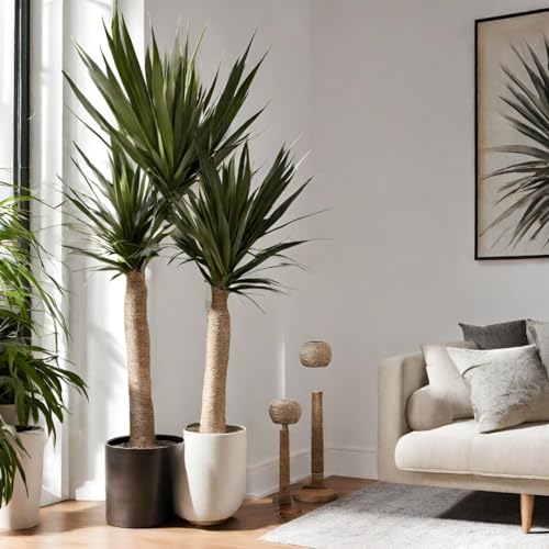 Andersen Farms Yucca Cane Live Plant Indoor/Outdoor in 10 in Grower Pot Andersen Farms Yucca Cane Live Plant Indoor/Outdoor in 10 in Grower Pot