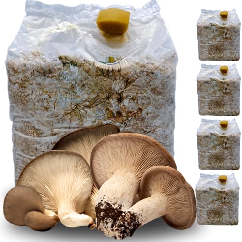 acquaverde | 4 Kit Coltivazione Funghi Cardoncelli, Pleutorus Eryngii, Fungo della Murgia Pugliese,...