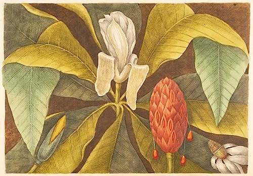 Affiche Magnolia de Mark Catesby SERENDIPITP peinture poster décoration maison 60x90cm