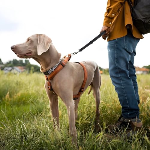 Wanmu Hundeleine Kurz, Kurzführer Hund 45 cm Übungsleine Kurzleine Hund Nylon Hundeleine für Mittlere Große Hunde