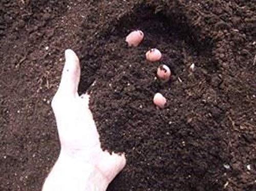 PlantaZee Vijaylaxmi Organic Fertilizer Potting Soil Mix Fertilizer for Plants (1kg) (B07W4RS3RQ) Amazon Price History, Amazon Price Tracker