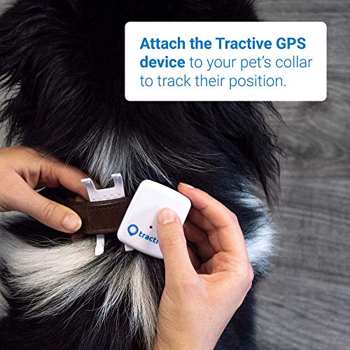Tractive GPS Tracker für Hunde - Peilsender mit unlimitierter Reichweite