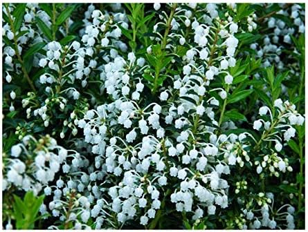 Gaultheria mucronata Mascula
