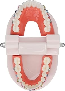Demonstration Teeth Model, Educational Complete Structure Convenient Lightweight Detachable Typodont for School Teaching Demonstration