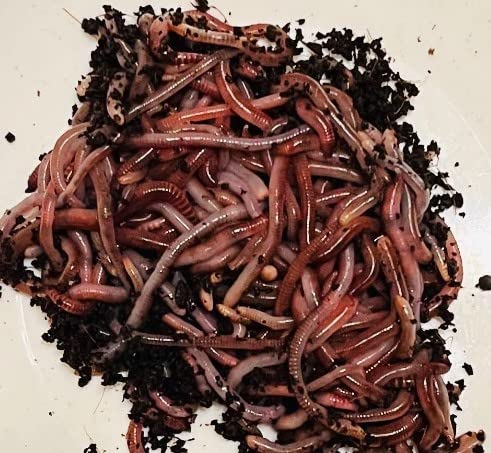 Amazon | シマミミズ（100匹） ペット 爬虫類 カエル トカゲ カメ 鳥