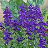 Salvia (Salvia Horminum Blue Monday) Blue Monday, Beautiful Tall and Vivid Purple-Blue Color, Brings Hummingbirds and Easy to Grow Approx. 30 Seeds