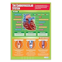 Daydream Education The Skeletal System Classroom Poster Extra Large A1
