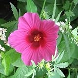 10 KENAF HIBISCUS Cannabinus Indian Hemp Red Flower SeedsComb S/H