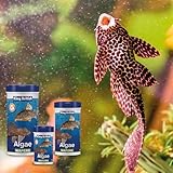 King British – Algae Wafers 40g – Multi-Vitamin Complete Sinking Fish Food – For Bottom Feeding Catfish, Plecostomus & Algae Eating Fish Natural Ingredients - Image 8