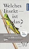 Welches Insekt ist das? - Heiko Bellmann