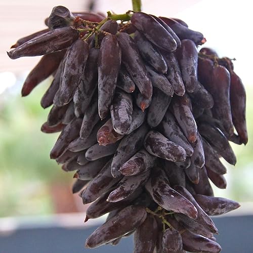 Image of 50 Seeds- Organic Finger Grape Vine Plant Seeds for Planting Non-GMO Fresh Fruit Seeds for Home Yard Easy to Grow