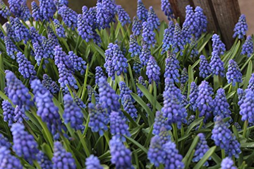 100 Traubenhyazinthe Muscari armeniacum Blumenzwiebeln Cover