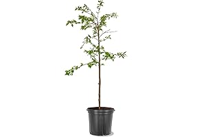 4-year-old Weeping Cherry Tree, 5 Gallon Pot