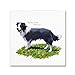 Border Collie by The Macneil Studio, 35x35-Inch Canvas Wall Art