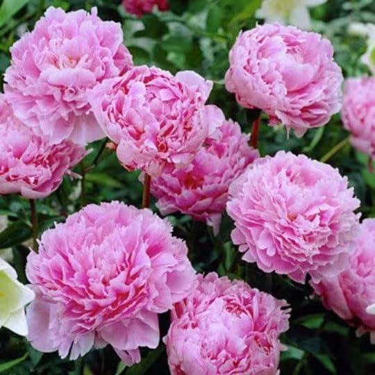 Sarah Bernhardt Potted Peony, 2-3 Eye, in Trade one Gallon Container (0.667 gallons of Dirt)