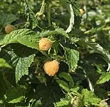 (1) - Fall Gold Everbearing Raspberry - Starter Plant (L4) (1 Live Plant)