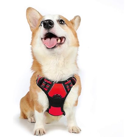 dog body harness amazon