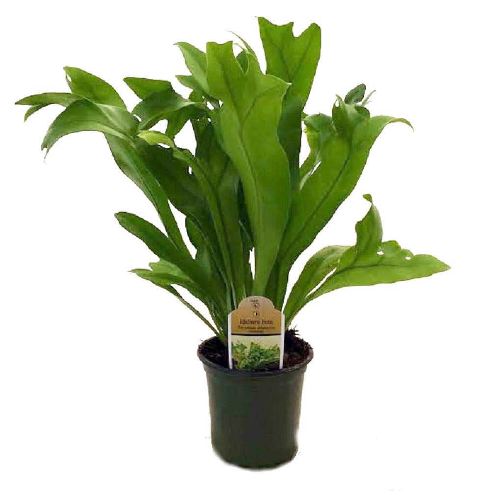 Rare Elkhorn Fern Plant - 4" Pot - Polypodium polycarpon