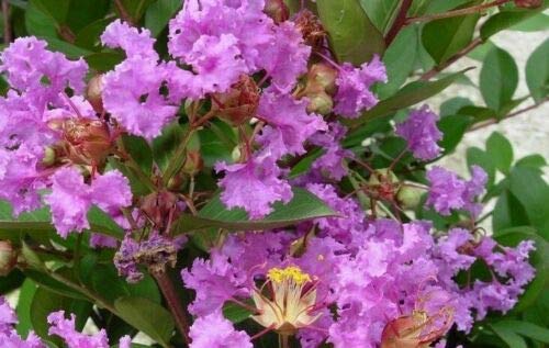 Lagerstroemia Indica Rosea - Pianta Da Esterno Vaso 7x7cm, Vivaio Castelletto