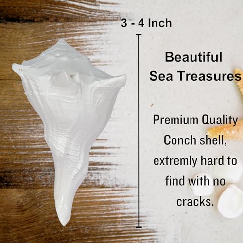 Image of Crystal Heaven Dakshinavarti Shankh Original - 3 to 4 inch inches Large Dakhinabarti Sankha for Puja Original Conch Shell - Natural Dakshinmukhi Shankh for Pooja, Meditation and Gifts