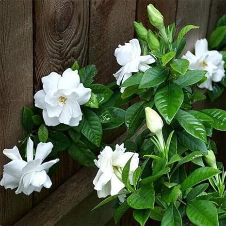 Amazon Co Jp 100個 袋ガーデニアjasminoides盆栽花home鉢植えのための非常に香りの花ホワイトケープジャスミン花が咲い 4 ホーム キッチン