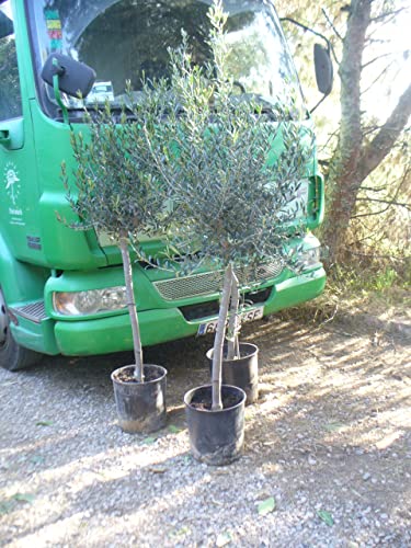 1 árbol de olivo Olea Europaea de calidad 1A, sensación mediterránea, resistente al invierno y robusta Cover