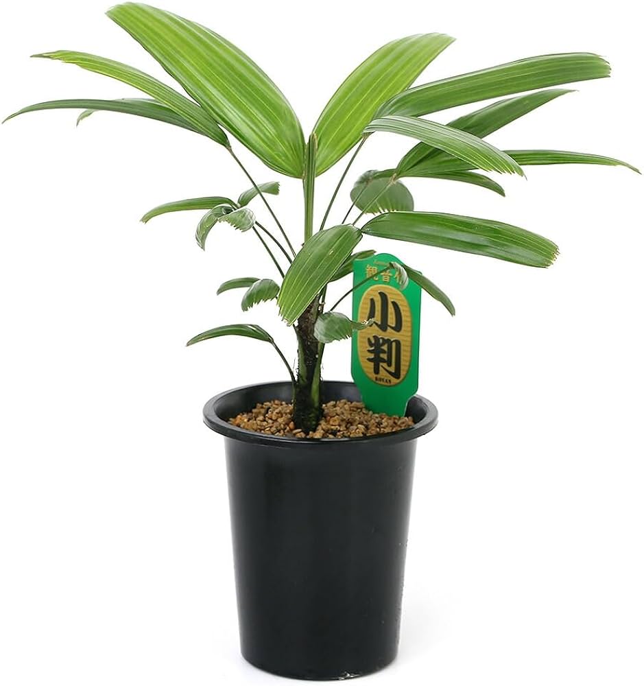 Amazon|【charm】(観葉植物)ヤシ カンノンチク(観音竹) 小判 4号 Amazon|【charm】(観葉植物)ヤシ カンノンチク(観音竹) 小判 4号