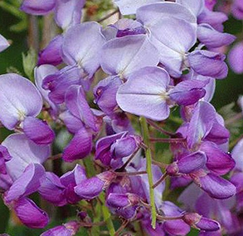 Wisteria sinensis 'Caroline' 15cm Pot Size
