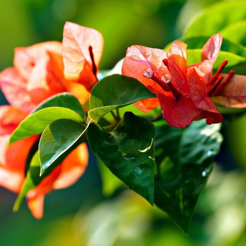 40pz Pianta Bouganvillea Arancione