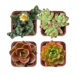 Succulent Plants (4 Pack), Live Succulents Fully...