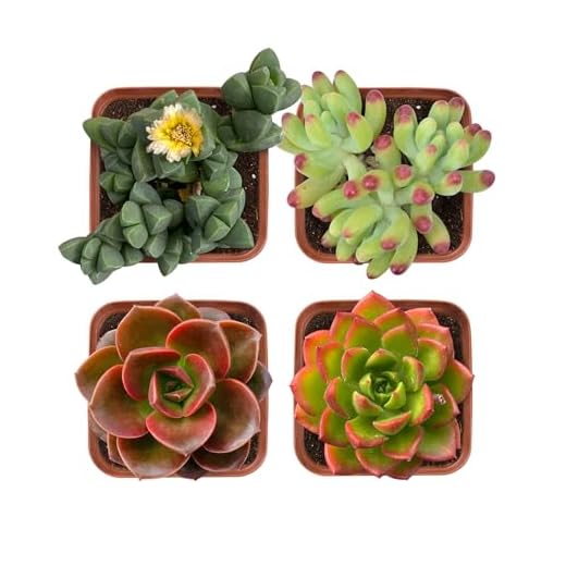 THE NEXT GARDENER Succulent Plants (4 Pack), Live Assorted Succulents Fully Rooted in 2'' Grower Pots with Soil, Unique Potted House Plants for DIY, Home Decor, Wedding Party Favor Gift