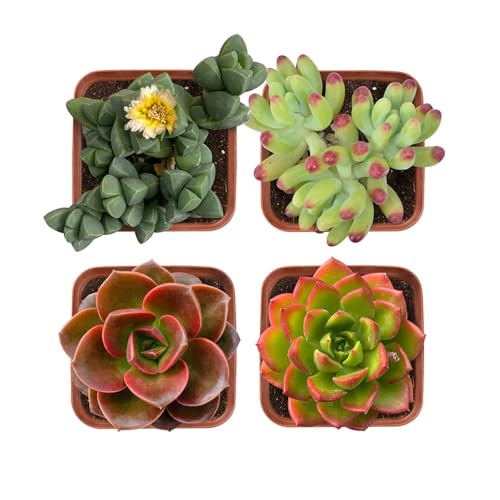 Succulent Plants (Live)